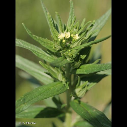 <i>Lithospermum officinale</i> L., 1753 © S. Filoche
