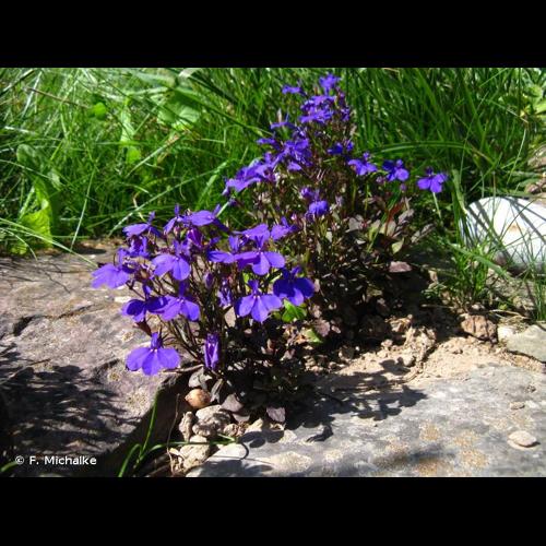 <i>Lobelia erinus</i> L., 1753 © F. Michalke