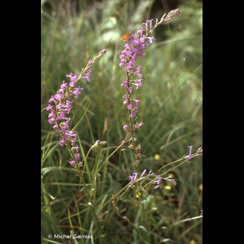 <i>Lobelia urens</i> L., 1753 © Michel Garnier