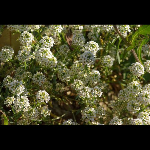 <i>Lobularia maritima</i> (L.) Desv., 1815 © P. Gourdain