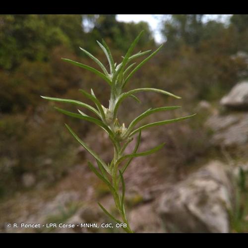 <i>Logfia gallica</i> (L.) Coss. & Germ., 1843 &copy; R. Poncet - LPR Corse - MNHN, CdC, OFB