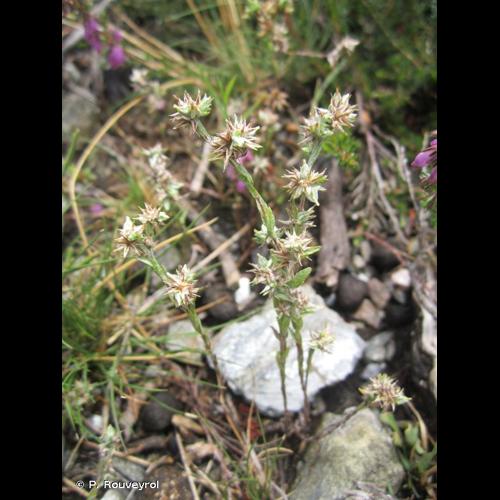 <i>Logfia minima</i> (Sm.) Dumort., 1827 &copy; P. Rouveyrol