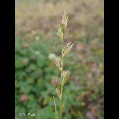 <i>Lolium multiflorum</i> Lam., 1779 © NULL