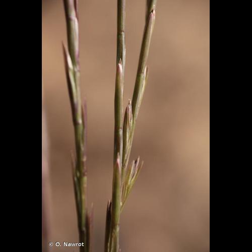 <i>Lolium rigidum</i> Gaudin, 1811 © O. Nawrot