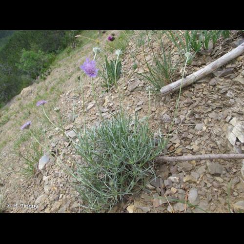 <i>Lomelosia graminifolia</i> (L.) Greuter & Burdet, 1985 © H. Tinguy