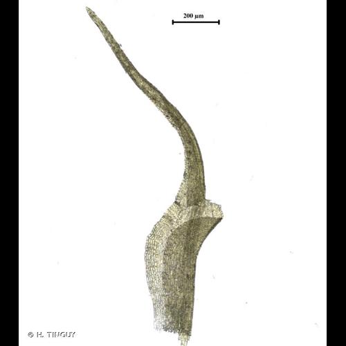 <i>Dicranella grevilleana</i> (Brid.) Schimp., 1856 &copy; H. TINGUY