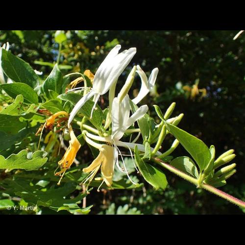<i>Lonicera japonica</i> Thunb., 1784 © NULL