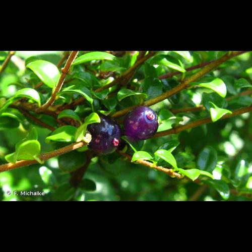 <i>Lonicera ligustrina </i>var.<i> yunnanensis</i> Franch., 1896 © F. Michalke