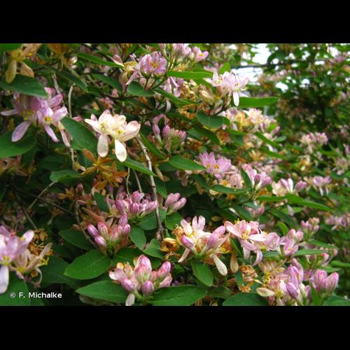 <i>Lonicera tatarica</i> L., 1753 © F. Michalke