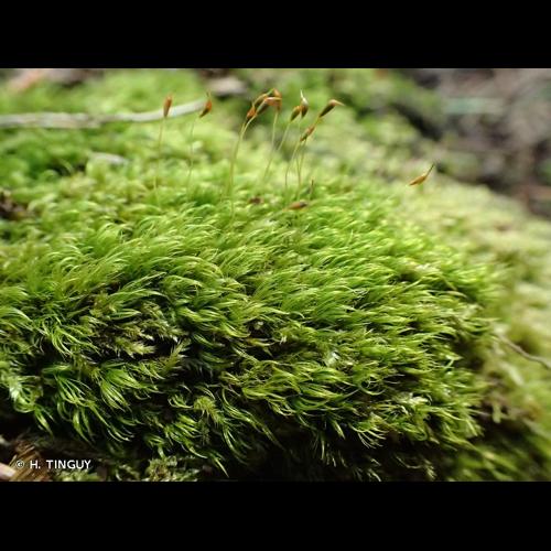 <i>Dicranella heteromalla</i> (Hedw.) Schimp., 1856 &copy; H. TINGUY