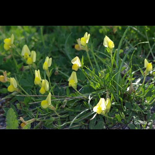 <i>Lotus maritimus</i> L., 1753 © P. Gourdain