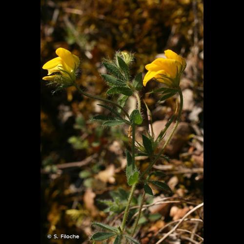 <i>Lotus pedunculatus</i> Cav., 1793 &copy; S. Filoche