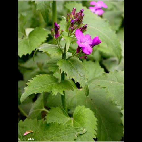 <i>Lunaria annua</i> L., 1753 &copy; NULL