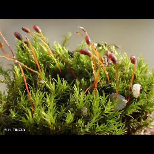 <i>Dicranella howei</i> Renauld & Cardot, 1893 &copy; H. TINGUY