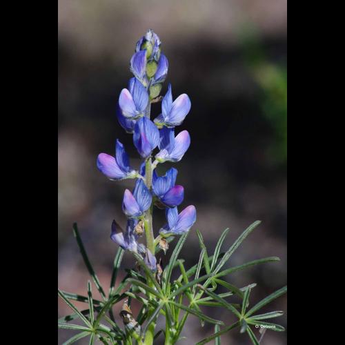 <i>Lupinus angustifolius</i> L., 1753 © O. Delzons