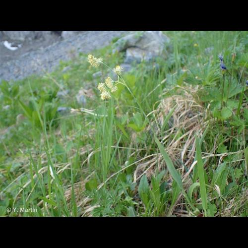 <i>Luzula lutea</i> (All.) DC., 1805 © NULL