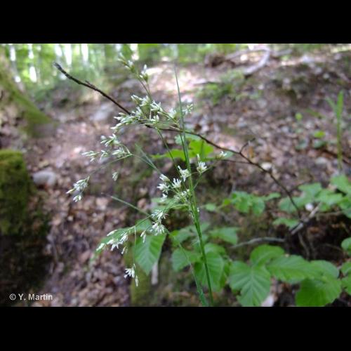 <i>Luzula luzuloides</i> (Lam.) Dandy & Wilmott, 1938 © NULL