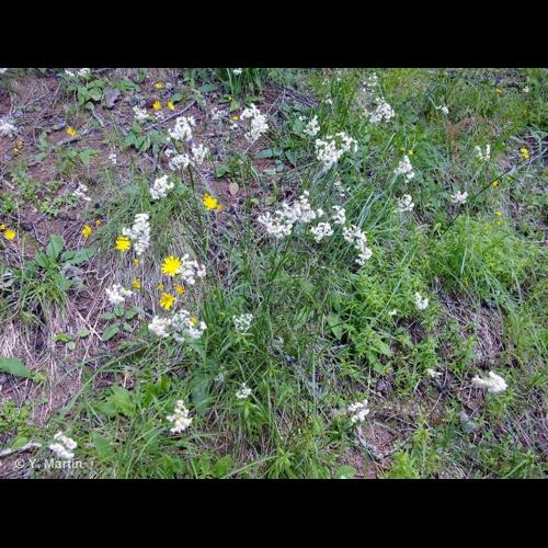 <i>Luzula nivea</i> (Nathh.) DC., 1805 © NULL