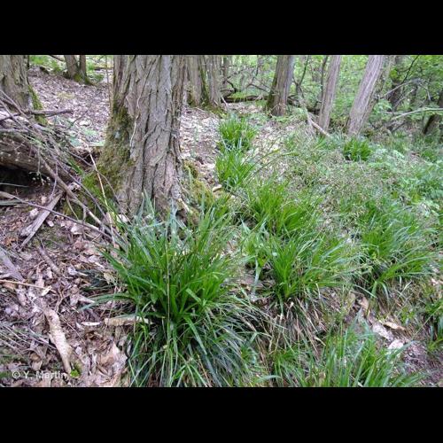 <i>Luzula sylvatica</i> (Huds.) Gaudin, 1811 &copy; NULL