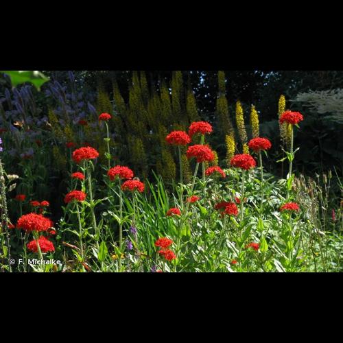 <i>Lychnis chalcedonica</i> L., 1753 © F. Michalke