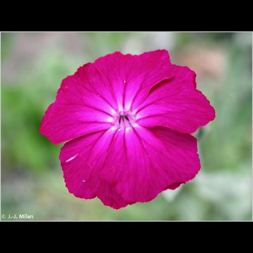<i>Lychnis coronaria</i> (L.) Desr., 1792 © NULL