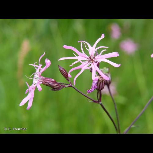 <i>Lychnis flos-cuculi</i> L., 1753 © C. Fournier