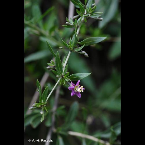 <i>Lycium barbarum</i> L., 1753 © A.-H. Paradis