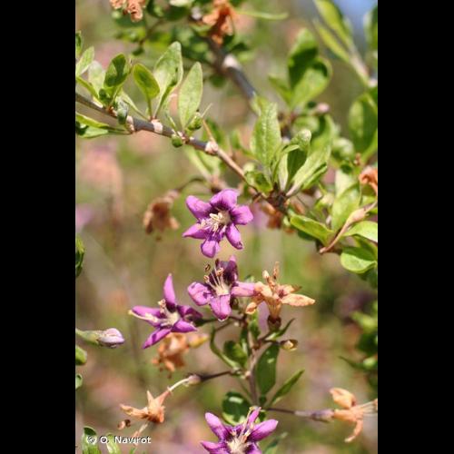 <i>Lycium chinense</i> Mill., 1768 &copy; O. Nawrot