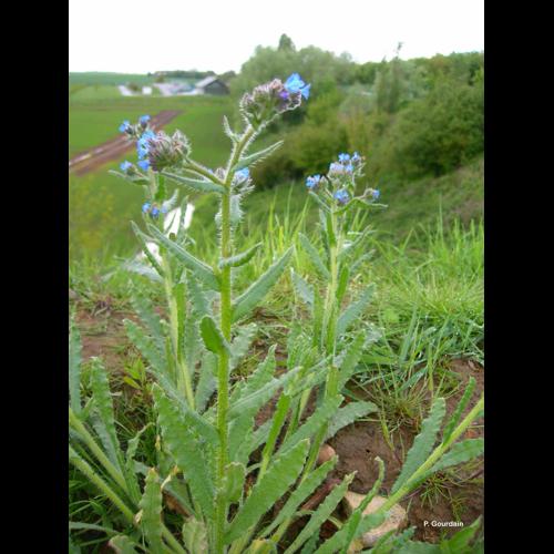 <i>Lycopsis arvensis</i> L., 1753 © P. Gourdain