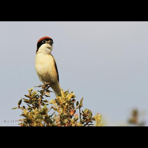 <i>Lanius senator</i> Linnaeus, 1758 © J. LAIGNEL