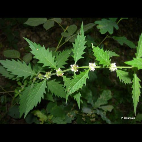 <i>Lycopus europaeus</i> L., 1753 &copy; P. Gourdain