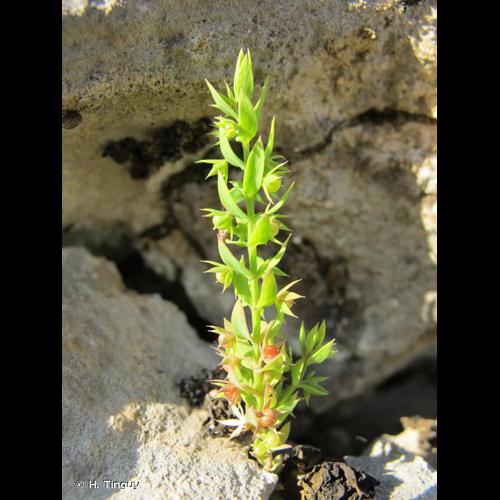<i>Lysimachia linum-stellatum</i> L., 1753 &copy; H. Tinguy