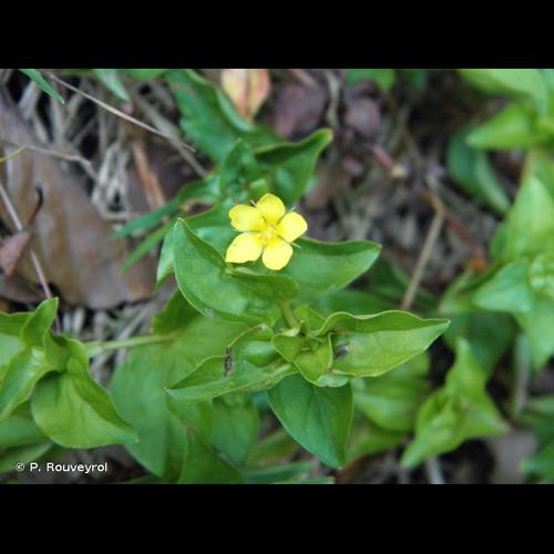 <i>Lysimachia nemorum</i> L., 1753 © P. Rouveyrol