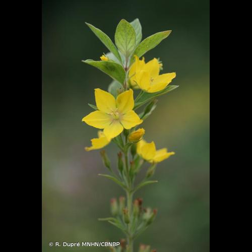 <i>Lysimachia punctata</i> L., 1753 &copy; R. Dupré MNHN/CBNBP