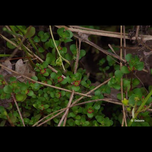 <i>Lythrum borysthenicum</i> (Schrank) Litv., 1917 © O. Delzons