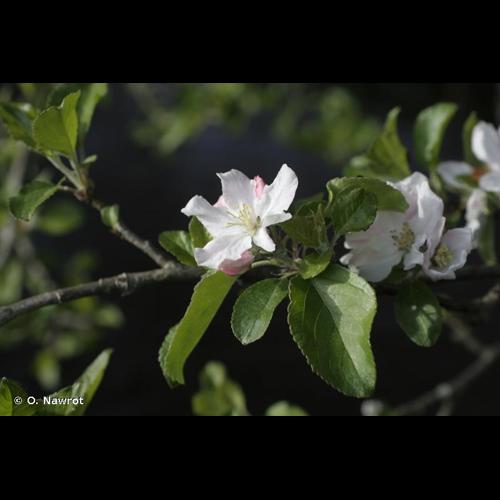 <i>Malus domestica</i> (Suckow) Borkh., 1803 [nom. cons.] © O. Nawrot