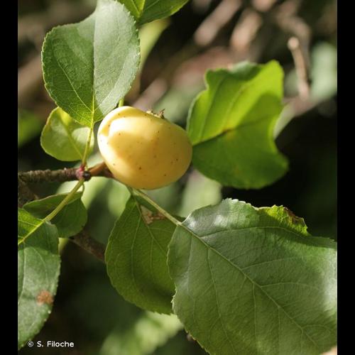 <i>Malus sylvestris</i> (L.) Mill., 1768 © S. Filoche