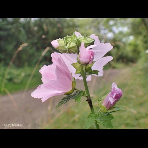 <i>Malva alcea</i> L., 1753 &copy; NULL