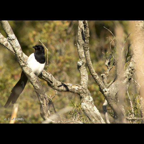 <i>Pica pica</i> (Linnaeus, 1758) &copy; J. LAIGNEL