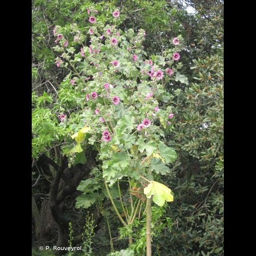 <i>Malva arborea</i> (L.) Webb & Berthel., 1837 &copy; P. Rouveyrol
