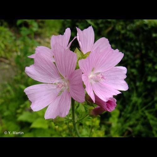 <i>Malva moschata</i> L., 1753 © NULL