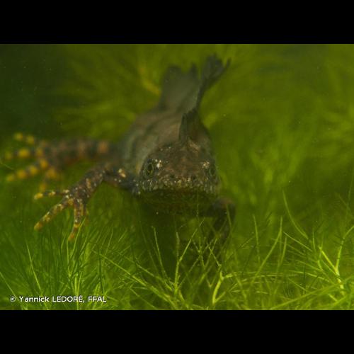 <i>Triturus cristatus</i> (Laurenti, 1768) © Yannick LEDORÉ, FFAL