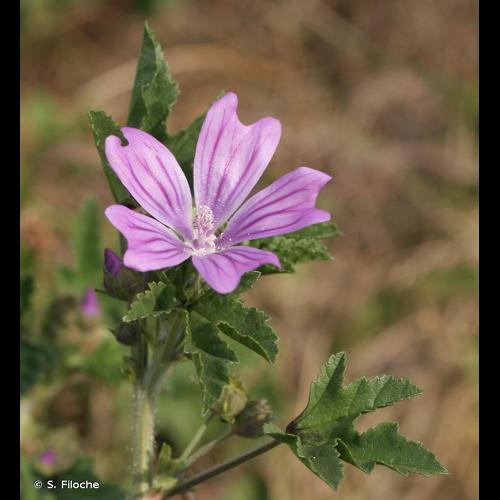 <i>Malva sylvestris</i> L., 1753 © S. Filoche