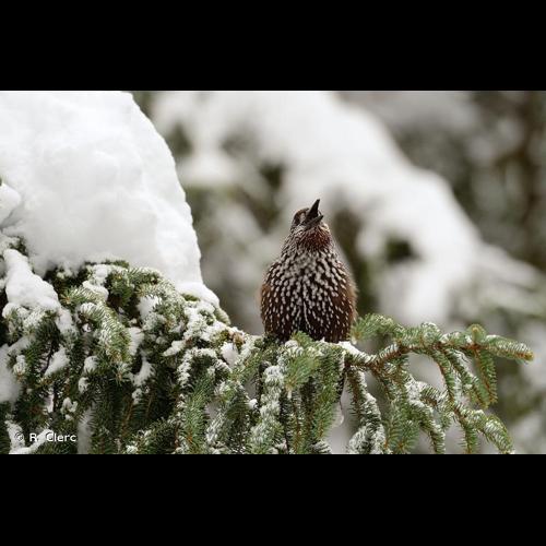 <i>Nucifraga caryocatactes</i> (Linnaeus, 1758) © R. Clerc
