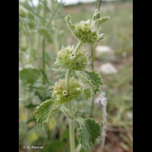 <i>Marrubium vulgare</i> L., 1753 © R. Poncet