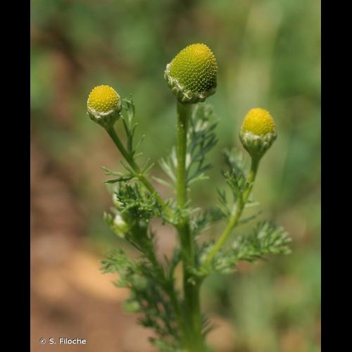 <i>Matricaria discoidea</i> DC., 1838 &copy; S. Filoche