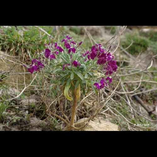 <i>Matthiola incana</i> (L.) W.T.Aiton, 1812 © P. Gourdain