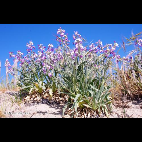 <i>Matthiola sinuata</i> (L.) W.T.Aiton, 1812 &copy; Michel Garnier