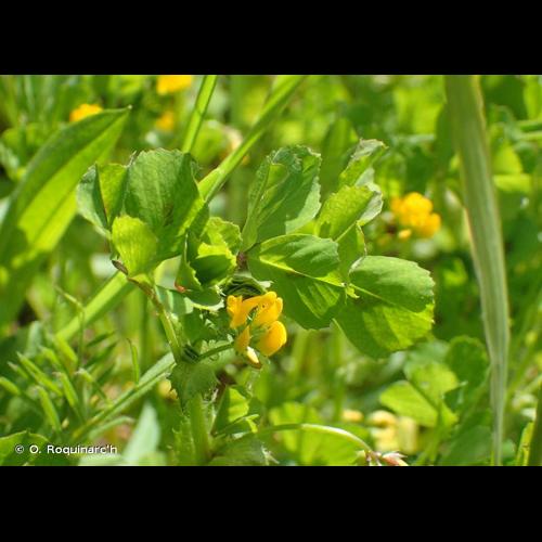 <i>Medicago arabica</i> (L.) Huds., 1762 © O. Roquinarc'h