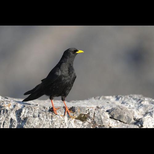 <i>Pyrrhocorax graculus</i> (Linnaeus, 1766) © R. Clerc